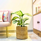 Planter with Kauna Grass Round Design | Verdi Collection