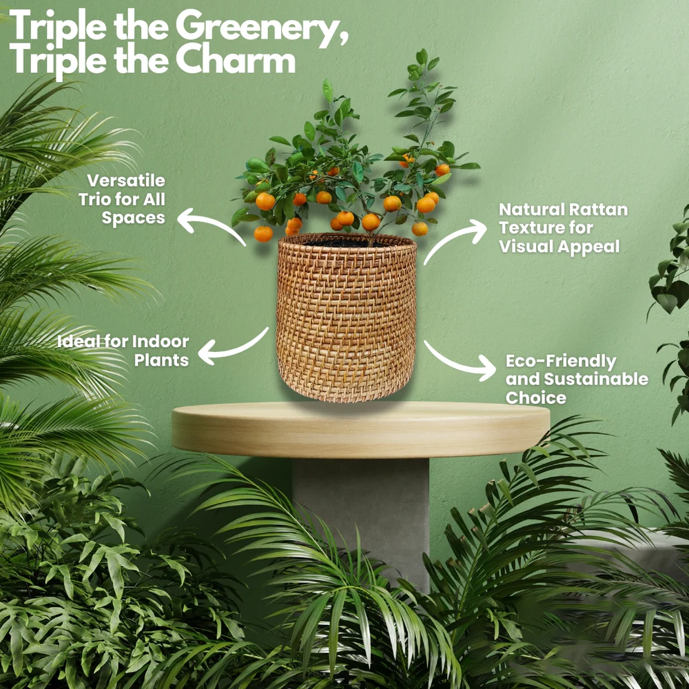 Cane Rambler Planter Set with Three Sizes for Decor