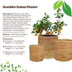 Cane Rambler Planter Set with Three Sizes for Decor