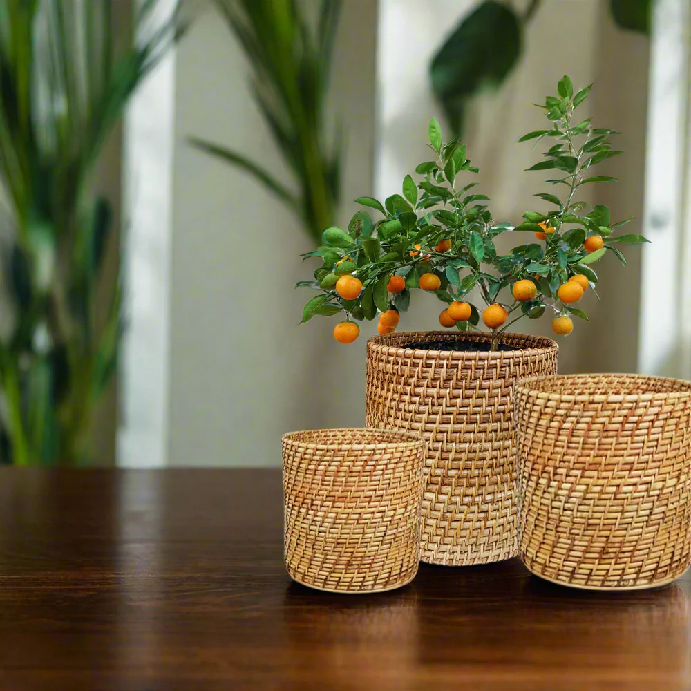 Cane Rambler Planter Set with Three Sizes for Decor