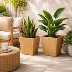 PLANTERS (AHO/031/011)