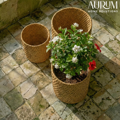 Cane Rambler Planter Set with Three Sizes for Decor